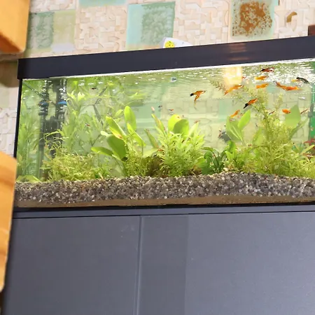 Hotel Schwarzes Ross & Restaurant